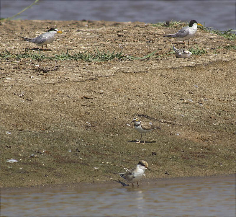 Adults i joves de Xatrac menut (Sterna albifrons) i Jove de Corriol petit (Charadrius dubius)