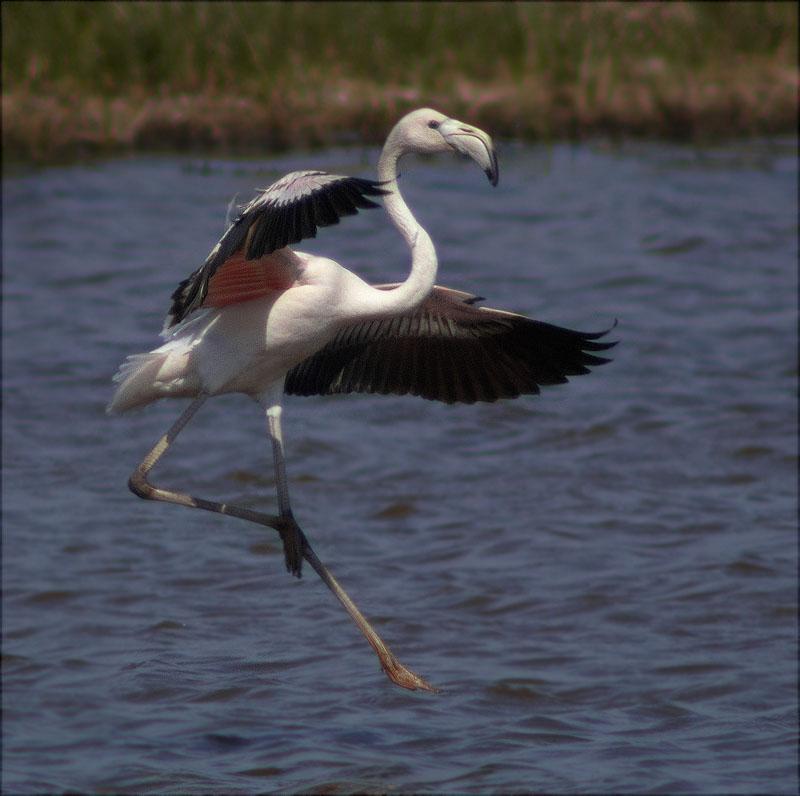 Flamenc (Phoenicopterus ruber)