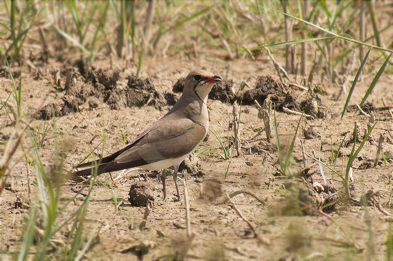 Perdiu de mar (Glareola pratincola)