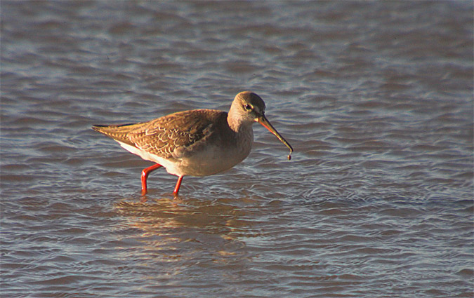 Gamba Roja Pintada (Tringa erythropus)