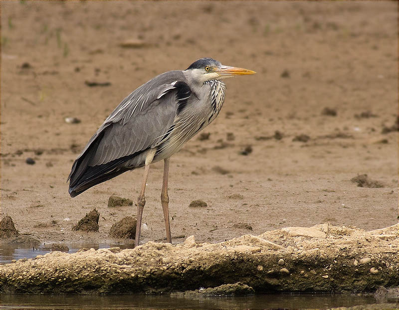 Bernat pescaire (Ardea cinerea)