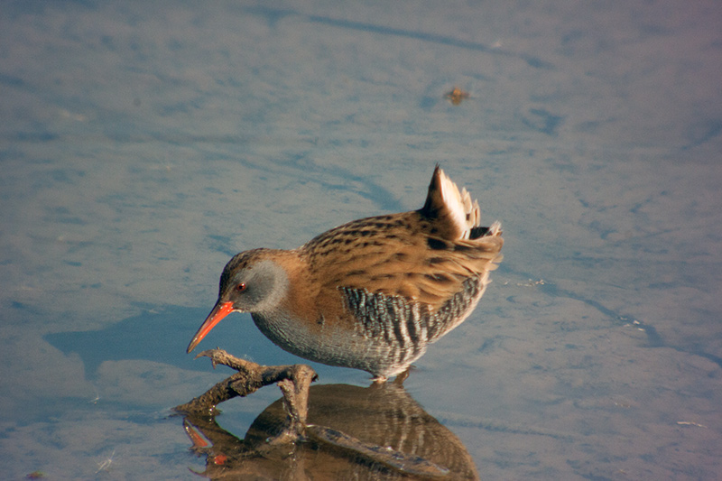 Rascló (Rallus aquaticus)