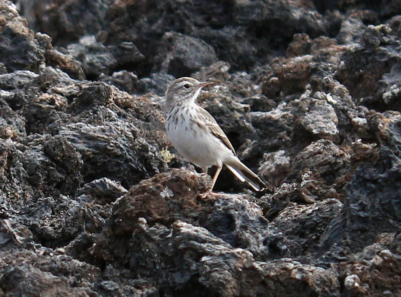 Piula de Berthelot (Anthus berthelotti)