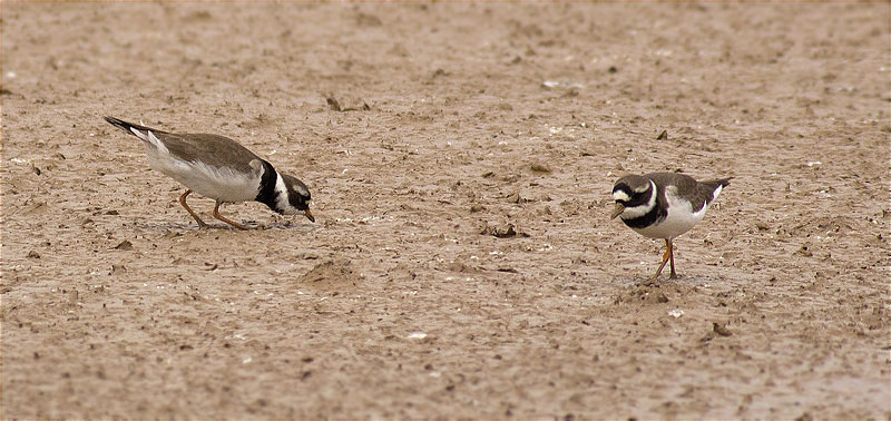 Corriol gros (Charadrius hiaticula)