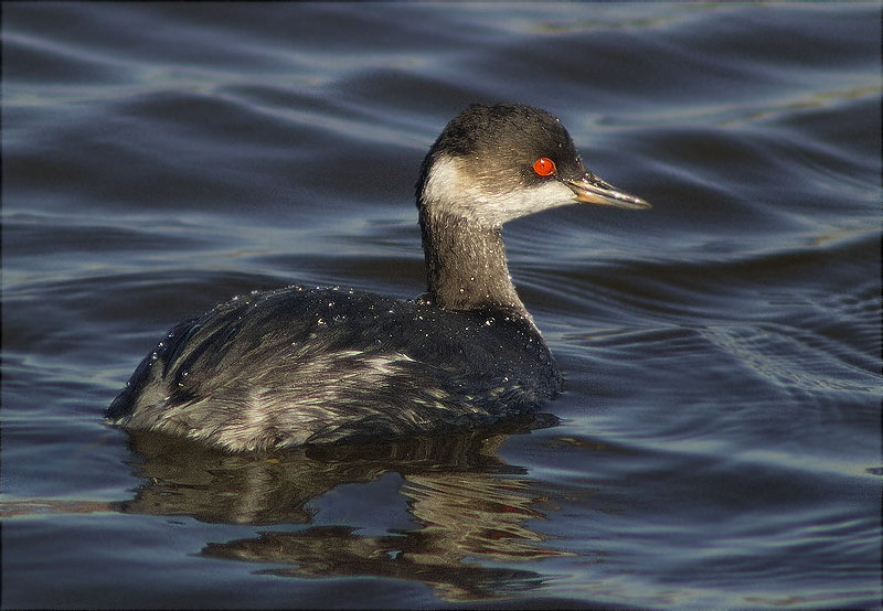 Cabussó coll-negre (Podiceps nigricollis)