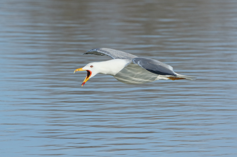 Gaviota patiamarilla