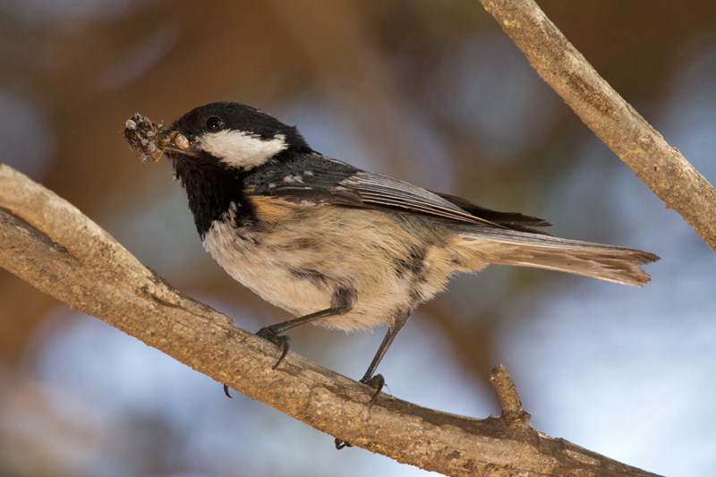 Mallerenga petita (Parus ater)