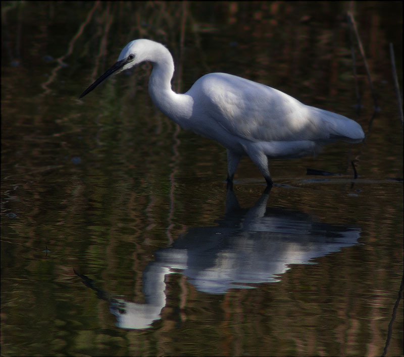 Martinet blanc (Egretta garzetta)