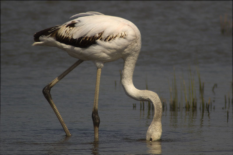 Flamenc (Phoenicopterus ruber)