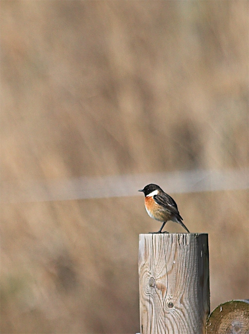 Bitxac comú (Saxicola torquatus)