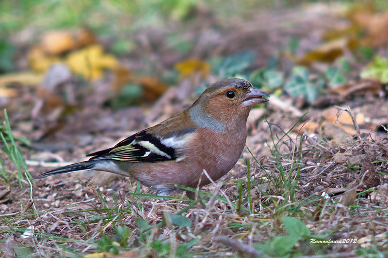 Ocells de la Garrotxa:Pinsà