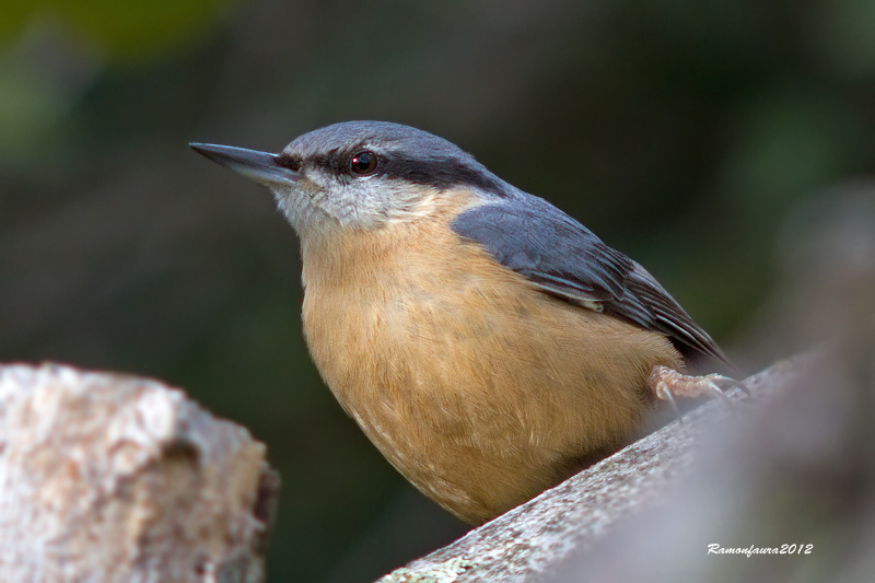 Ocells de la Garrotxa:Pica-soques Blau