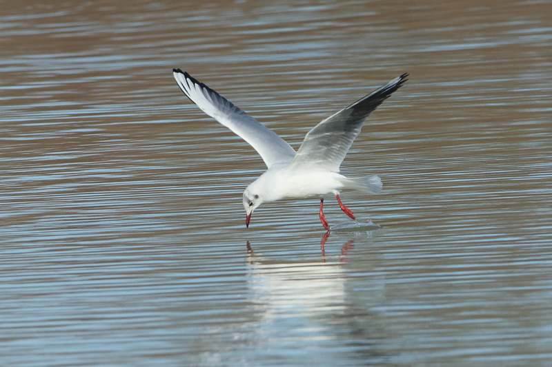 Gaviota reidora