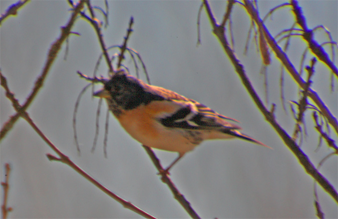 Pinsà mec (Fringilla montifringilla)