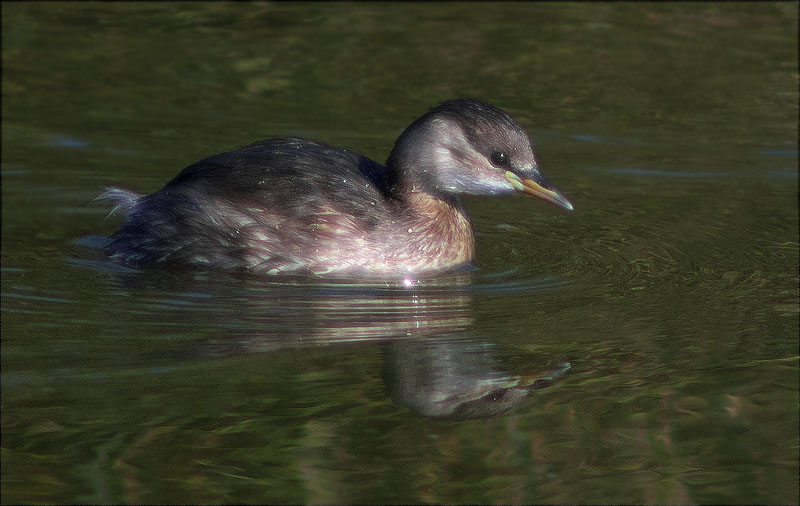 Cabusset (Tachybaptus ruficollis)