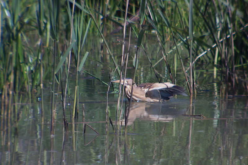 Martinet menut (Ixobrychus minutus)