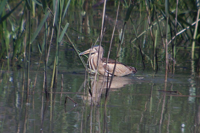 Martinet menut (Ixobrychus minutus)