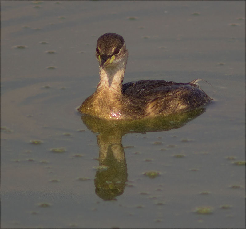 Cabusset (Tachybaptus ruficollis)