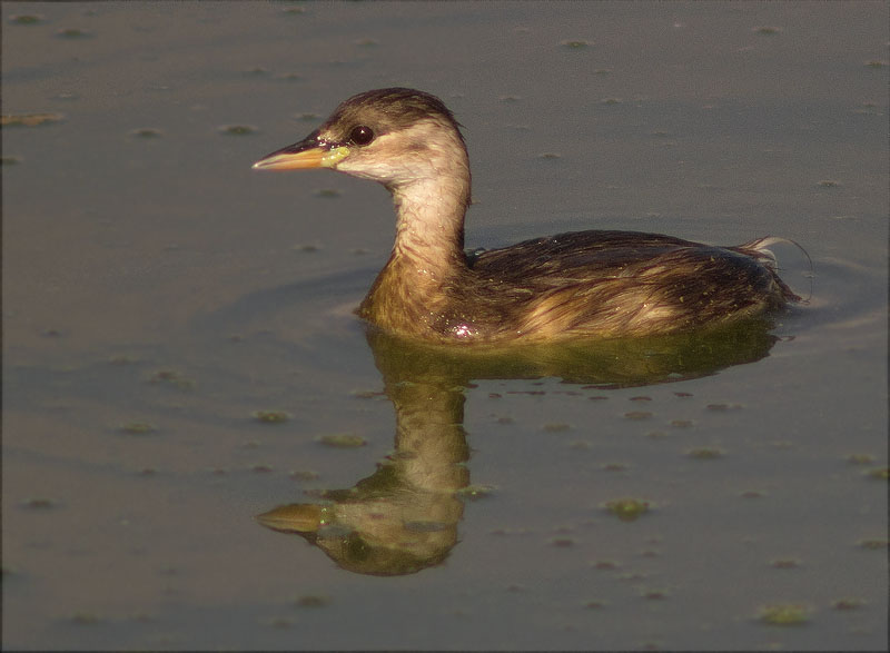 Cabusset (Tachybaptus ruficollis)