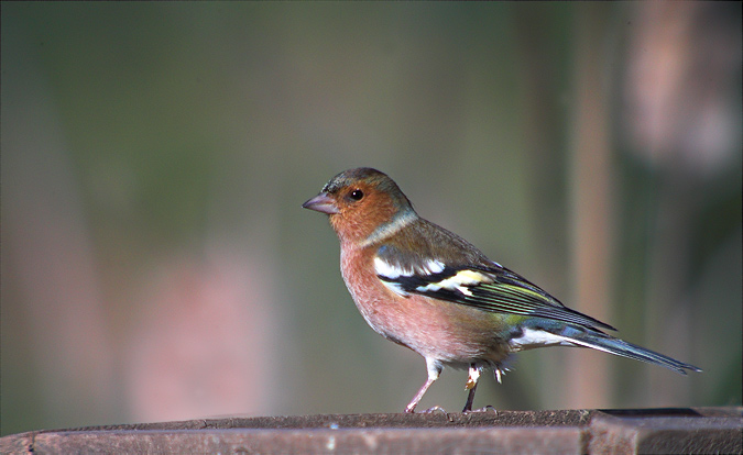 Pinsà comú (Fringilla coelebs)