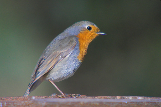 Pit-Roig (Erithacus rubecula)