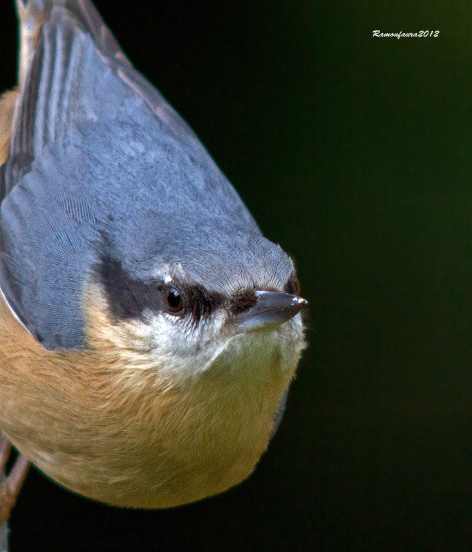 Ocells de la Garrotxa:Pica-soques Blau