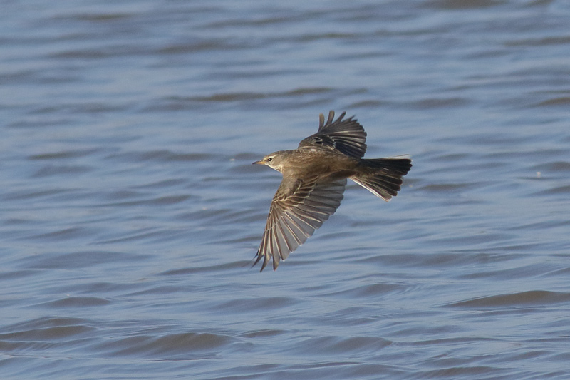 Bisbita costero   (Anthus petrosus)