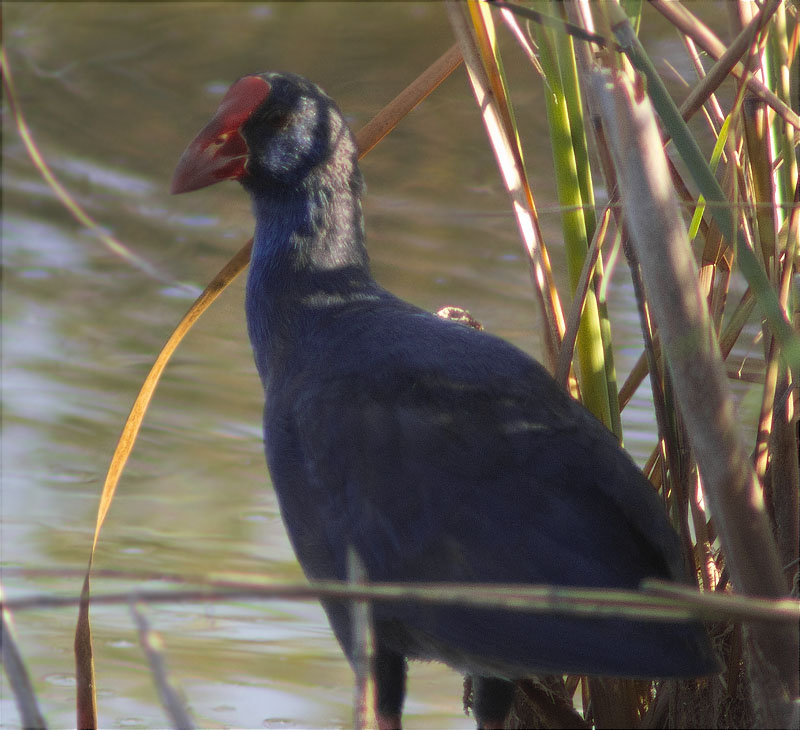 Polla blava (Porphyrio porphyrio)