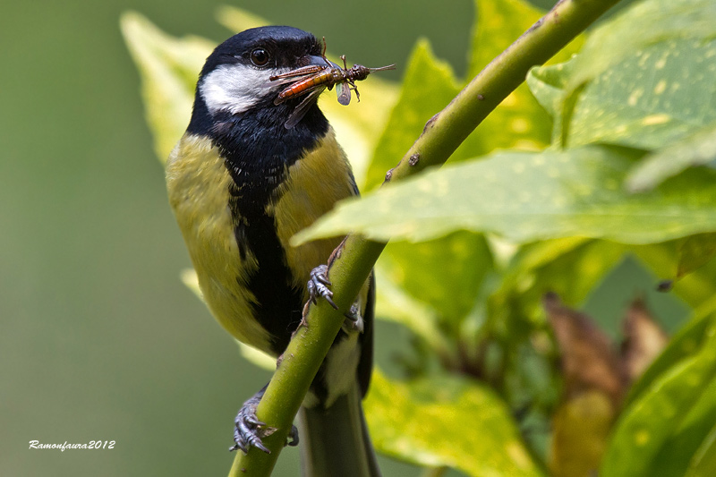 Ocells de la Garrotxa:Mallerenga Carbonera