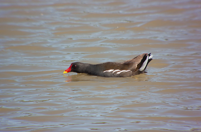 Polla d'aigua (Gallinula chloropus)