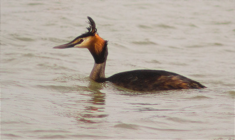 Cabussó emplomallat (Podiceps cristatus)