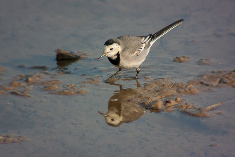 Cuereta blanca vulgar (Motacilla alba)