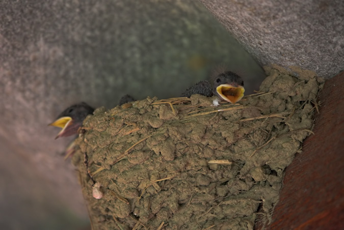 Oreneta vulgar (Hirundo rustica)