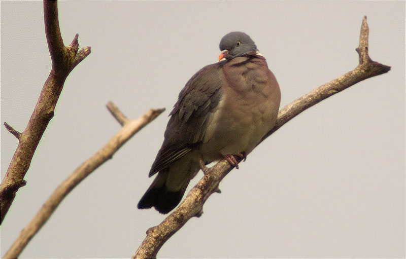 Tudó (Columba palumbus)