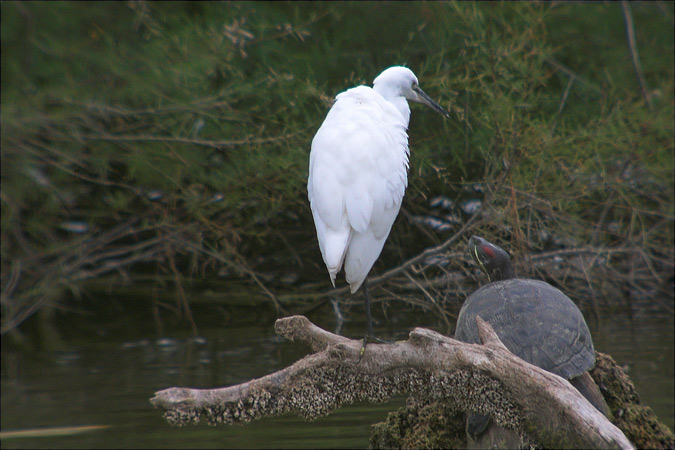 Martinet blanc ( Egretta garzetta)