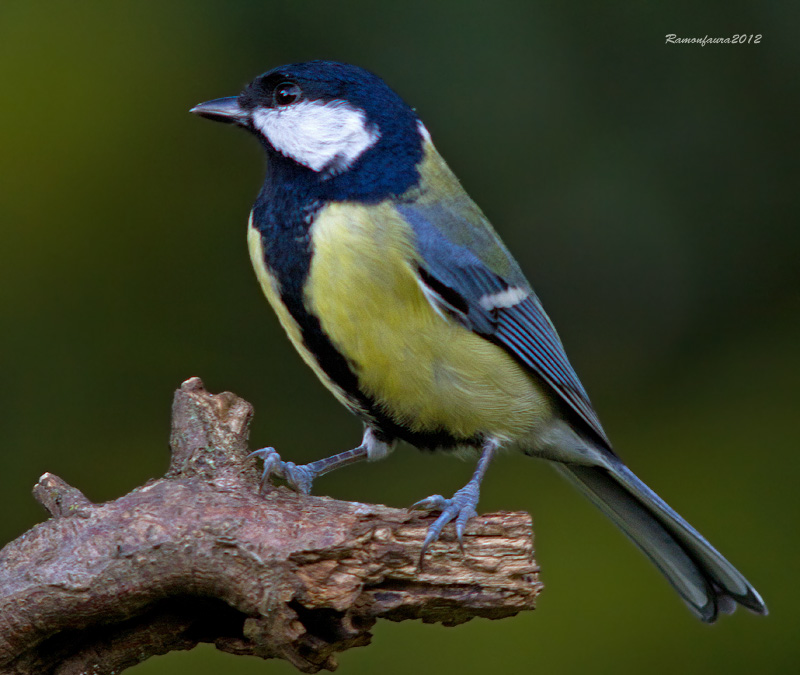 Ocells de la Garrotxa:Mallerenga Carbonera