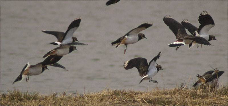 Fredeluga (Vanellus vanellus)