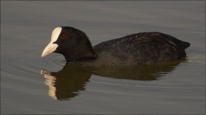 Fotja (Fulica atra)