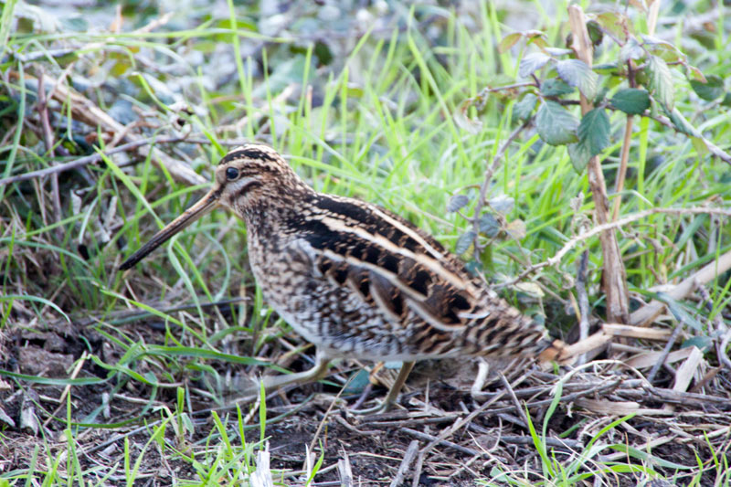 Becadell comú (Gallinago gallinago)