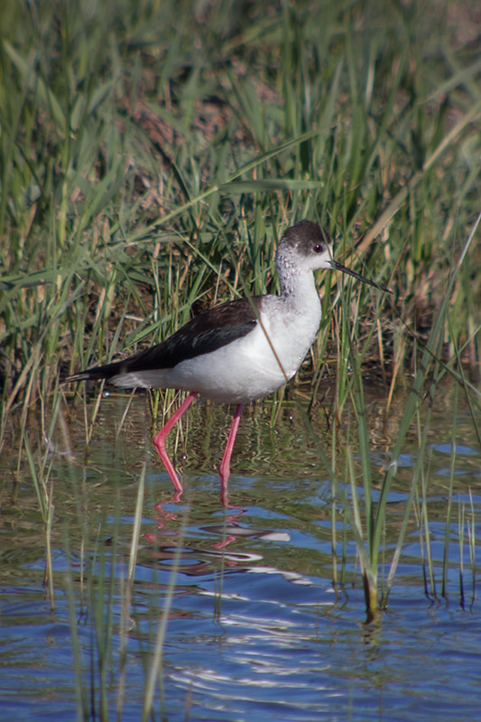 Cames llargues (Himantopus himantopus)