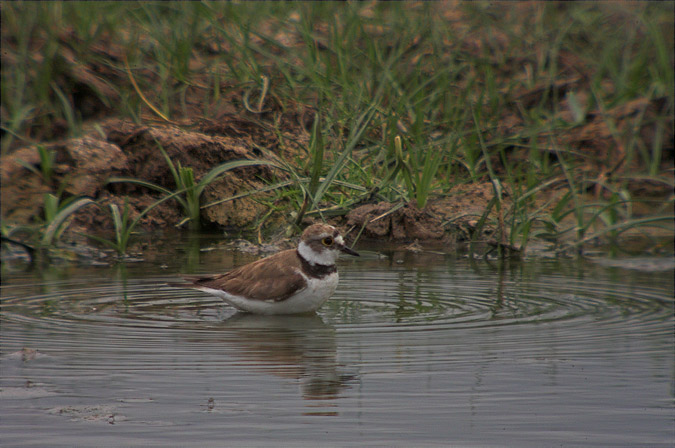 Corriol petit (Charadrius dubius)