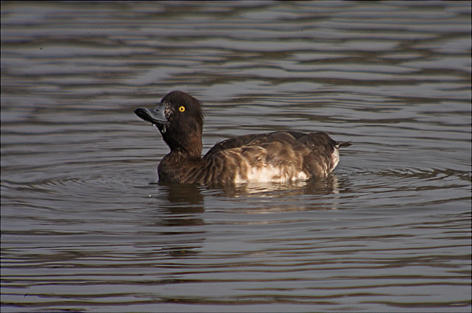 Morell de plomall (Aythya fuligula)