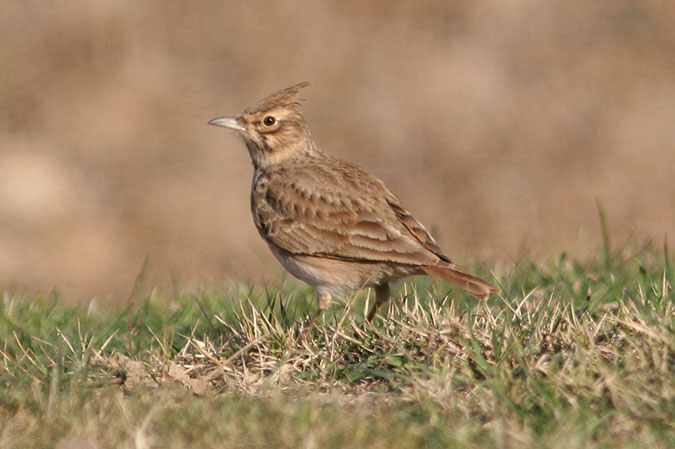 Cogullada vulgar. Galerida cristata