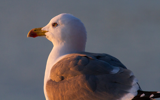 Gavià argentat (Larus michahellis)