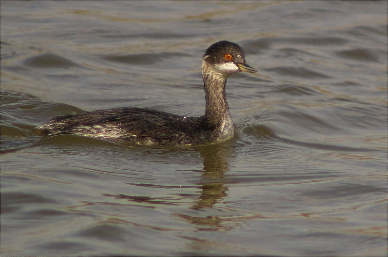 Cabussó coll-negre (Podiceps nigricollis)