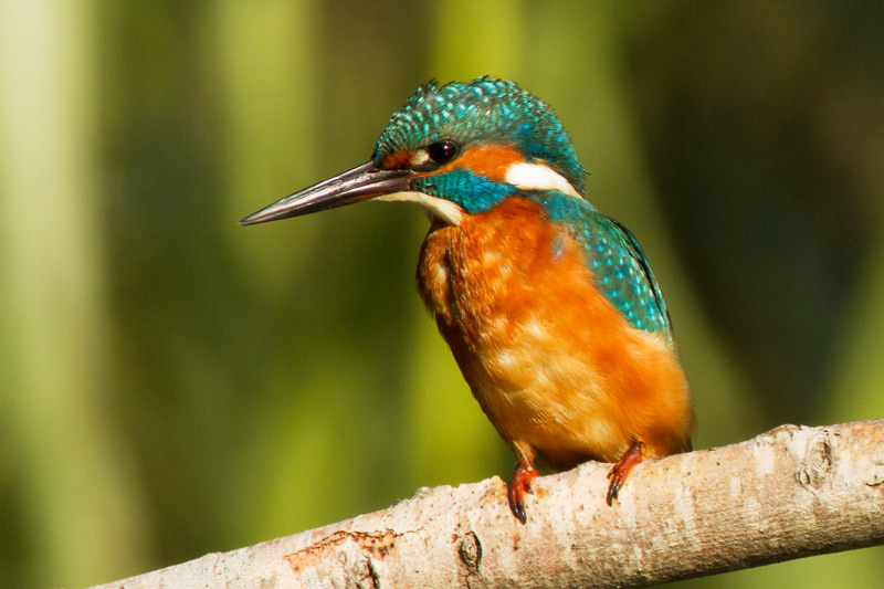 Blauet (Alcedo Atthis)