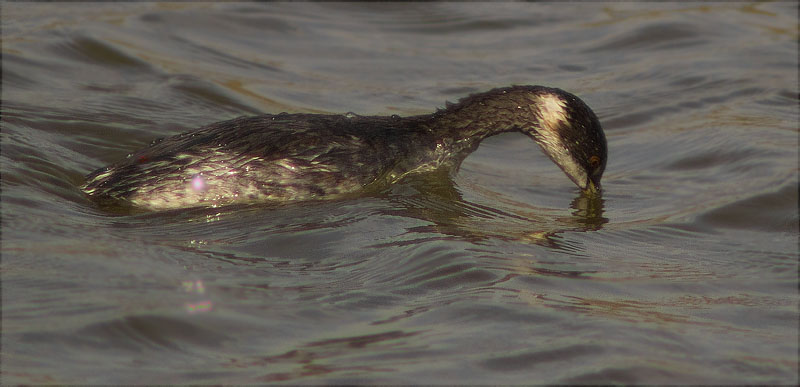 Cabussó coll-negre (Podiceps nigricollis)