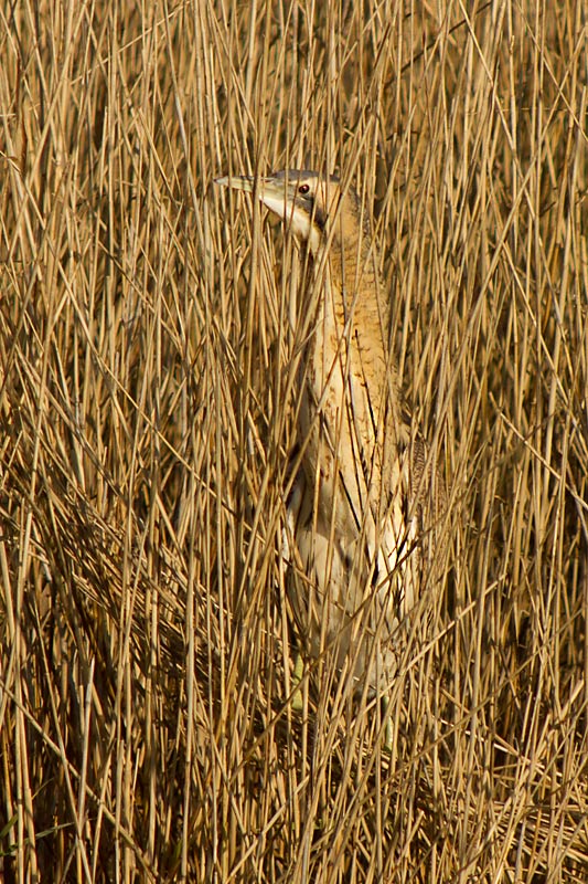 Bitó comú (Botaurus estellaris)