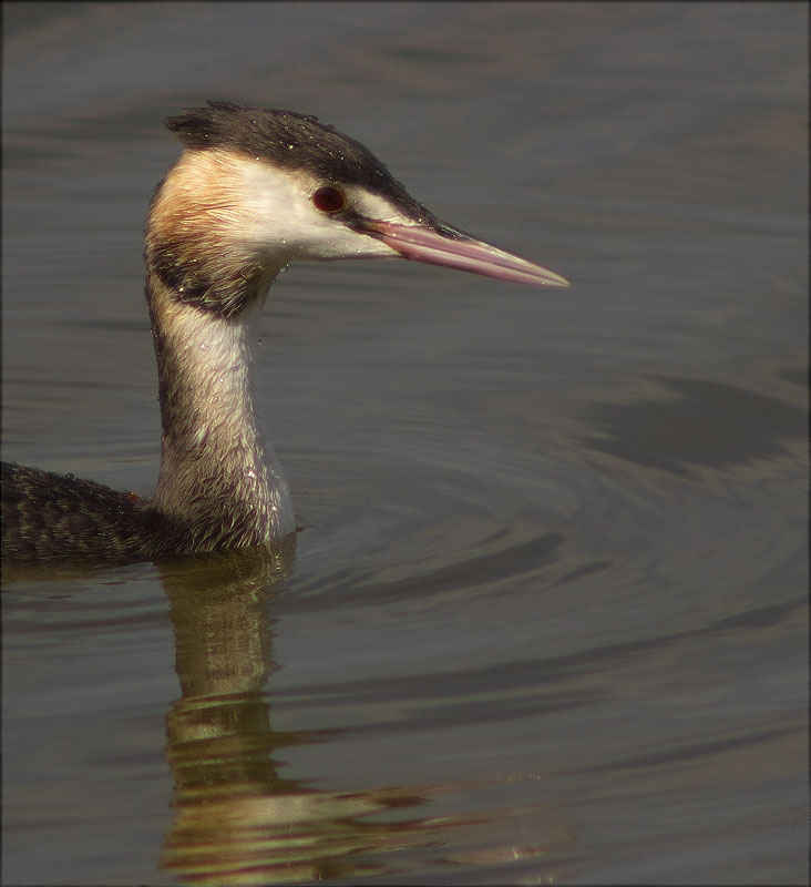 Cabussó emplomallat (Podiceps cristatus)