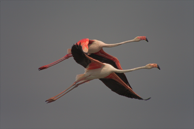 Flamenc (Phoenicopterus roseus) 2de2